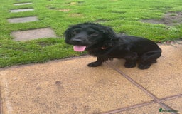 Cocker Spaniel dogs for stud: Working bread cocker spaniel  - Image 5