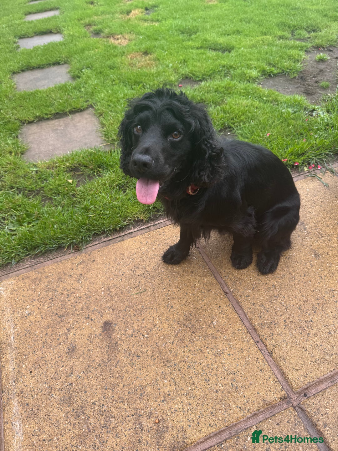 Cocker Spaniel dogs for stud: Working bread cocker spaniel  - Image 5