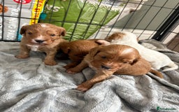 Cavapoo dogs for sale: Cavapoos - Image 1