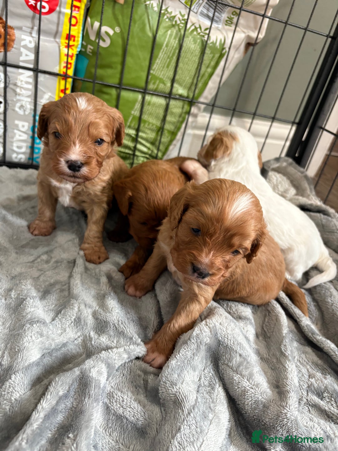 Cavapoo dogs for sale: Cavapoos - Image 1