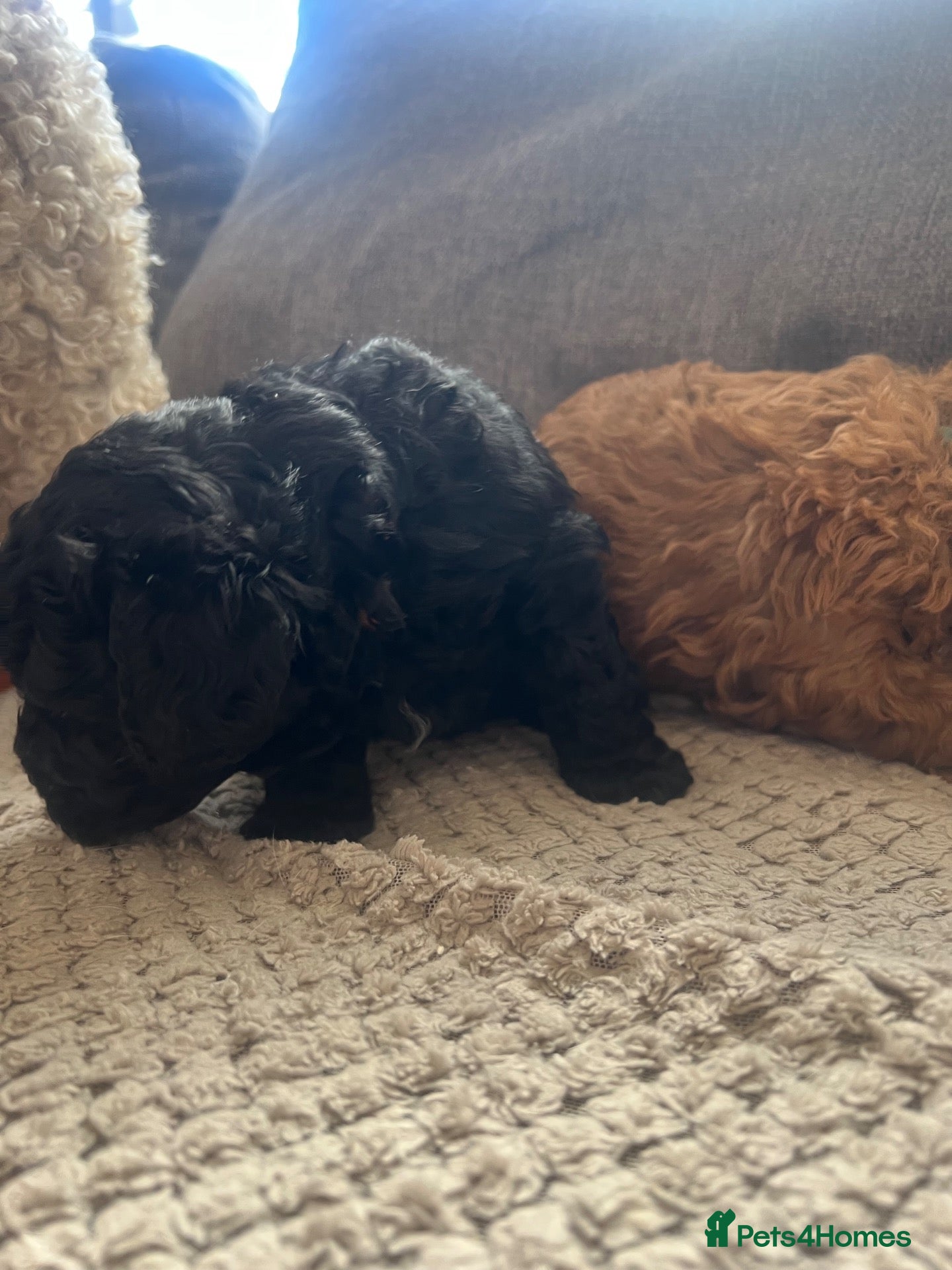 Mixed Breed dogs Miniature Poodle puppies available  - Advert 2