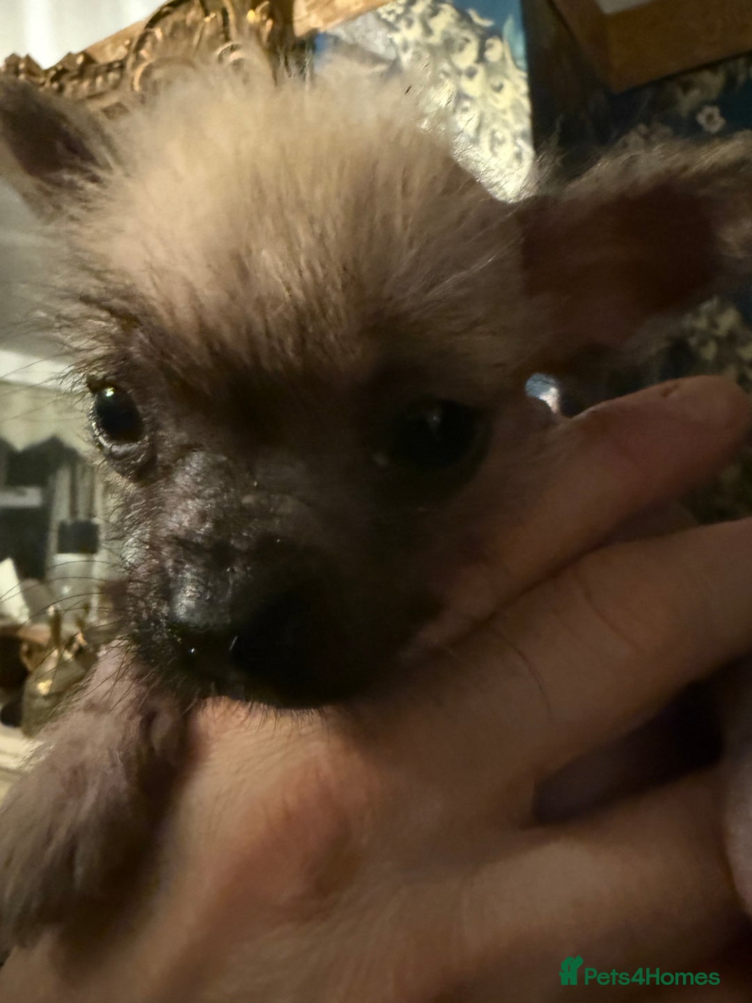 Chinese Crested dogs for sale: Chinese Crested Puppies  - Advert 13