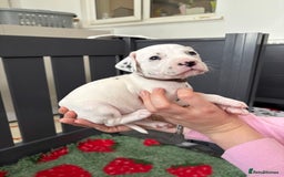 Dalmatian dogs for sale: 8 Gorgeous Dalmatian Puppies - Image 7