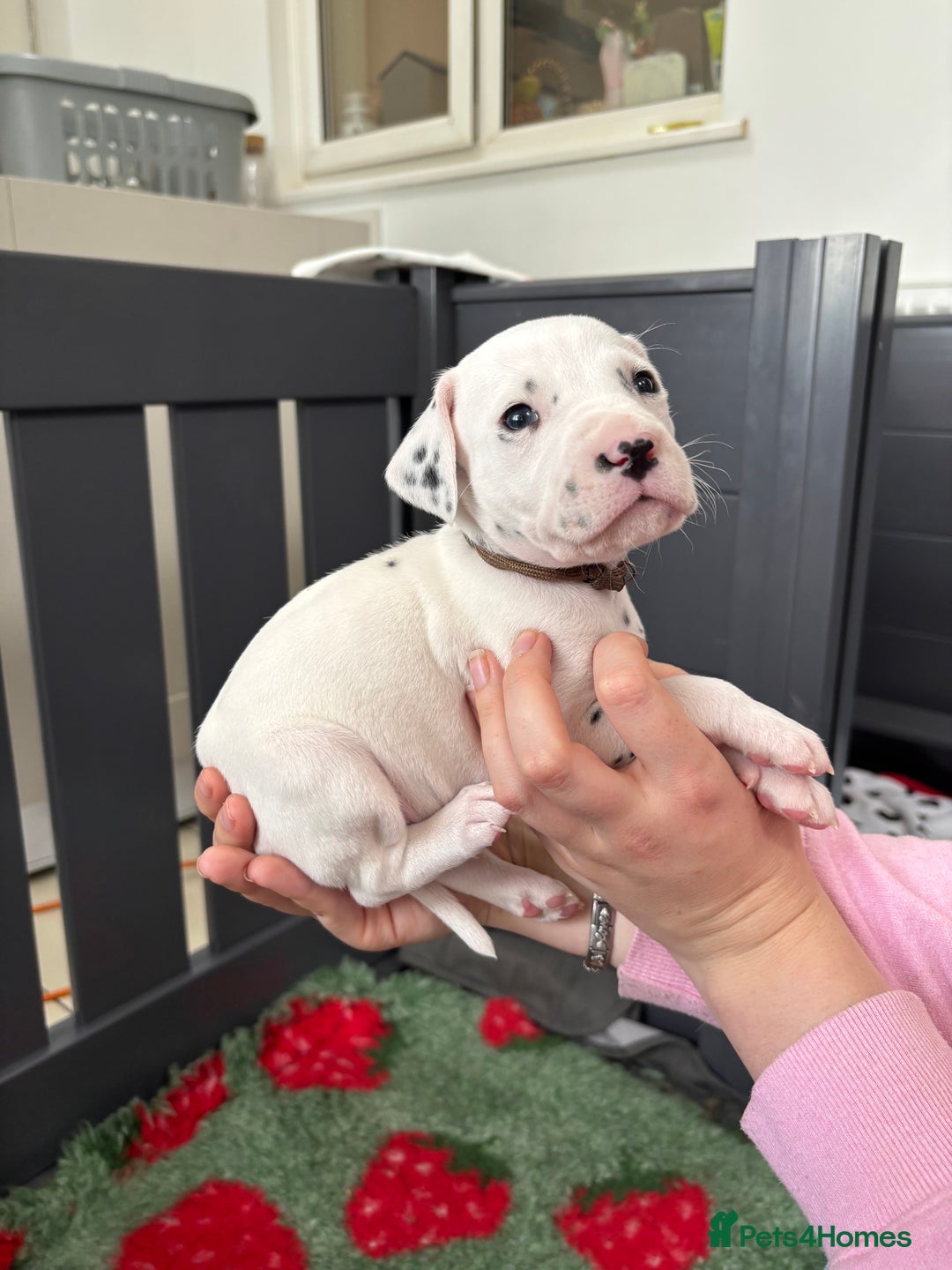 Dalmatian dogs for sale: 8 Gorgeous Dalmatian Puppies - Image 7