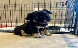 French Bulldog dogs for sale: Visual Fluffy French Bulldogs x 4 Male - Advert 20