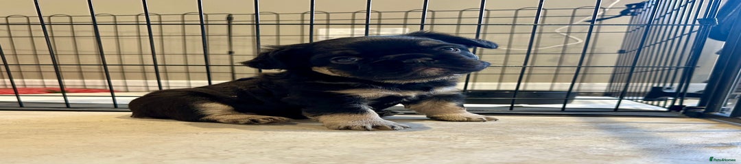 French Bulldog Puppy 2