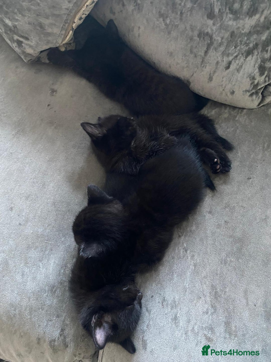 Mixed Breed cats for sale: 2 male 1 female black kitten for sale ready nov1st - Image 4