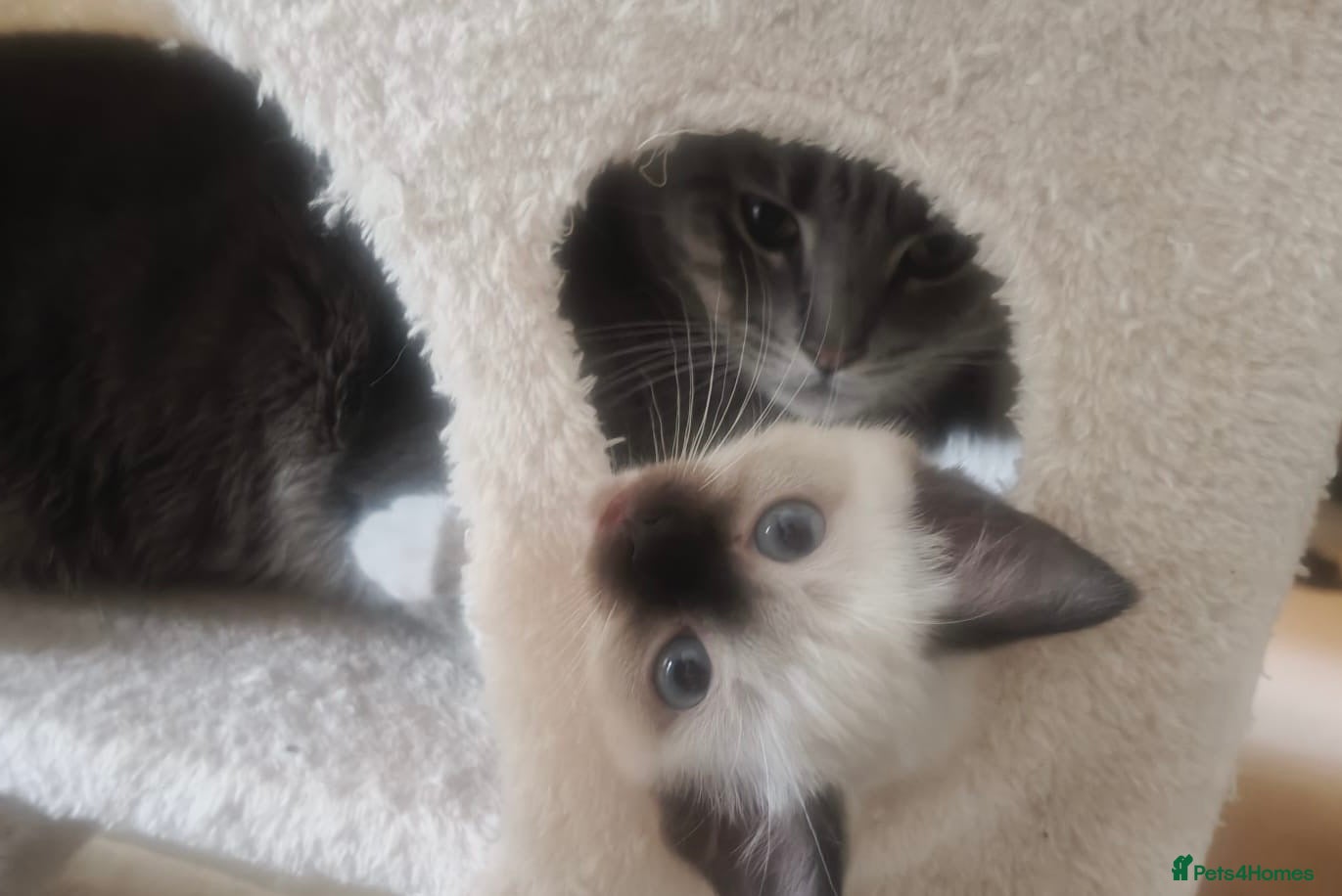 Siamese cats STUNNING SIAMESE-RAGDOLL GIRL SHORTHAIR BLUE EYES - Advert 10