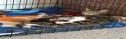 Mixed Breed cats for sale: Selling kittens  - Advert 9