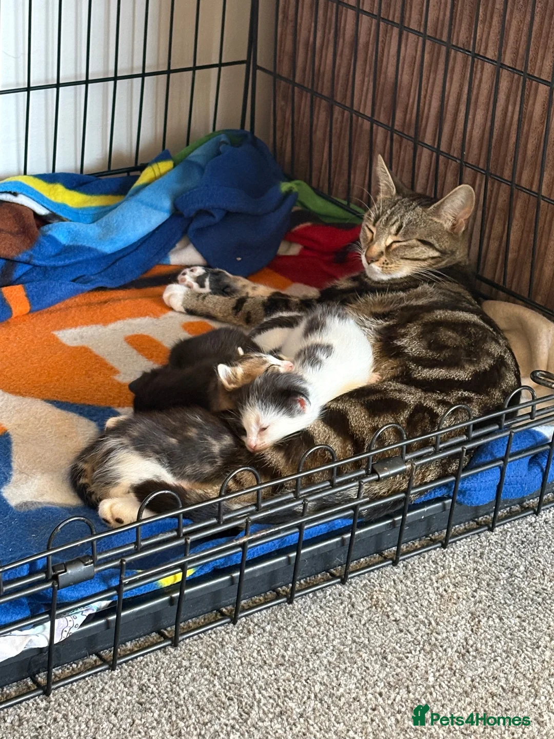 Mixed Breed cats for sale: Selling kittens  - Advert 9