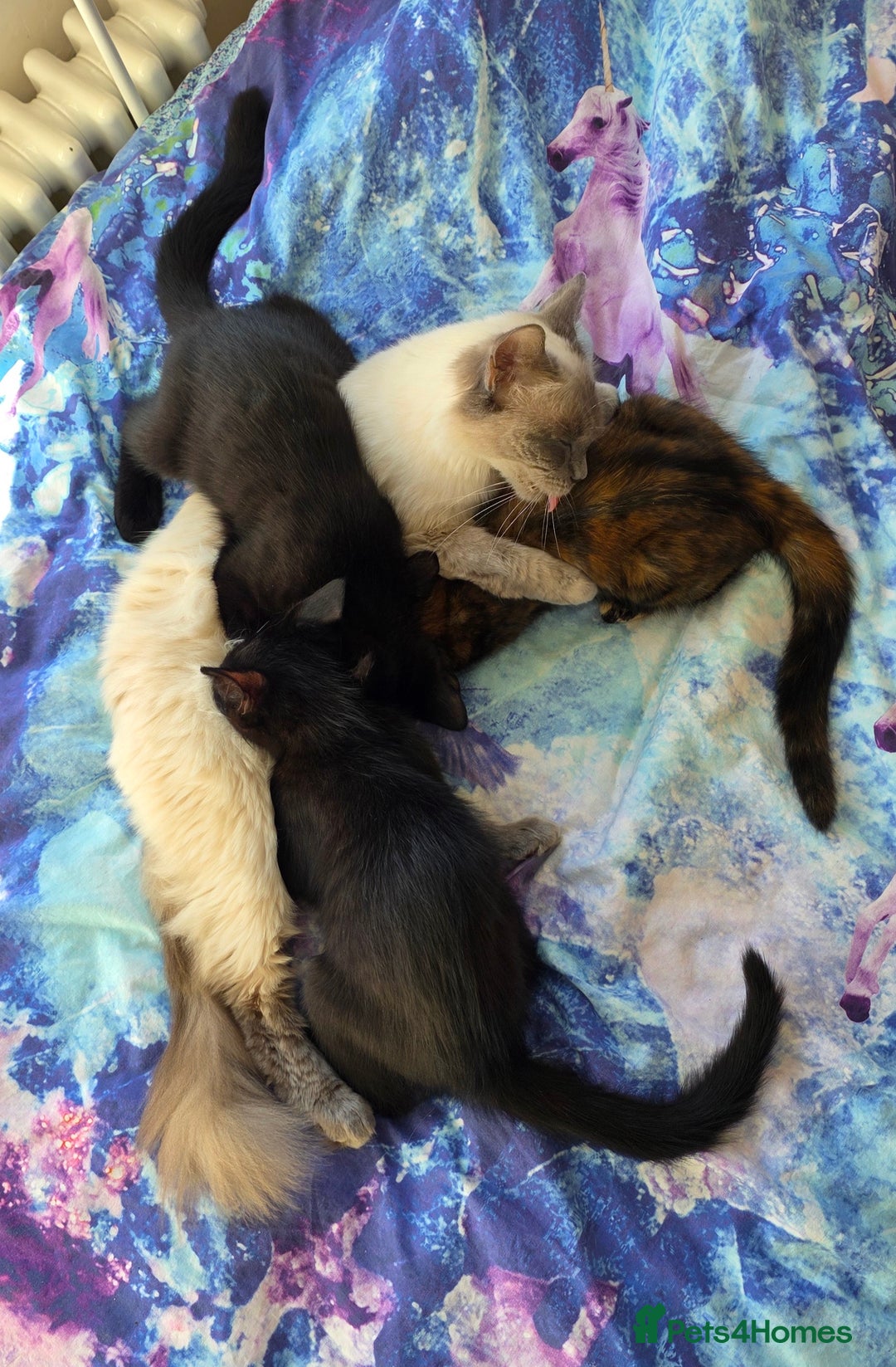 Mixed Breed cats for sale: Ragdoll cross kittens - Image 17