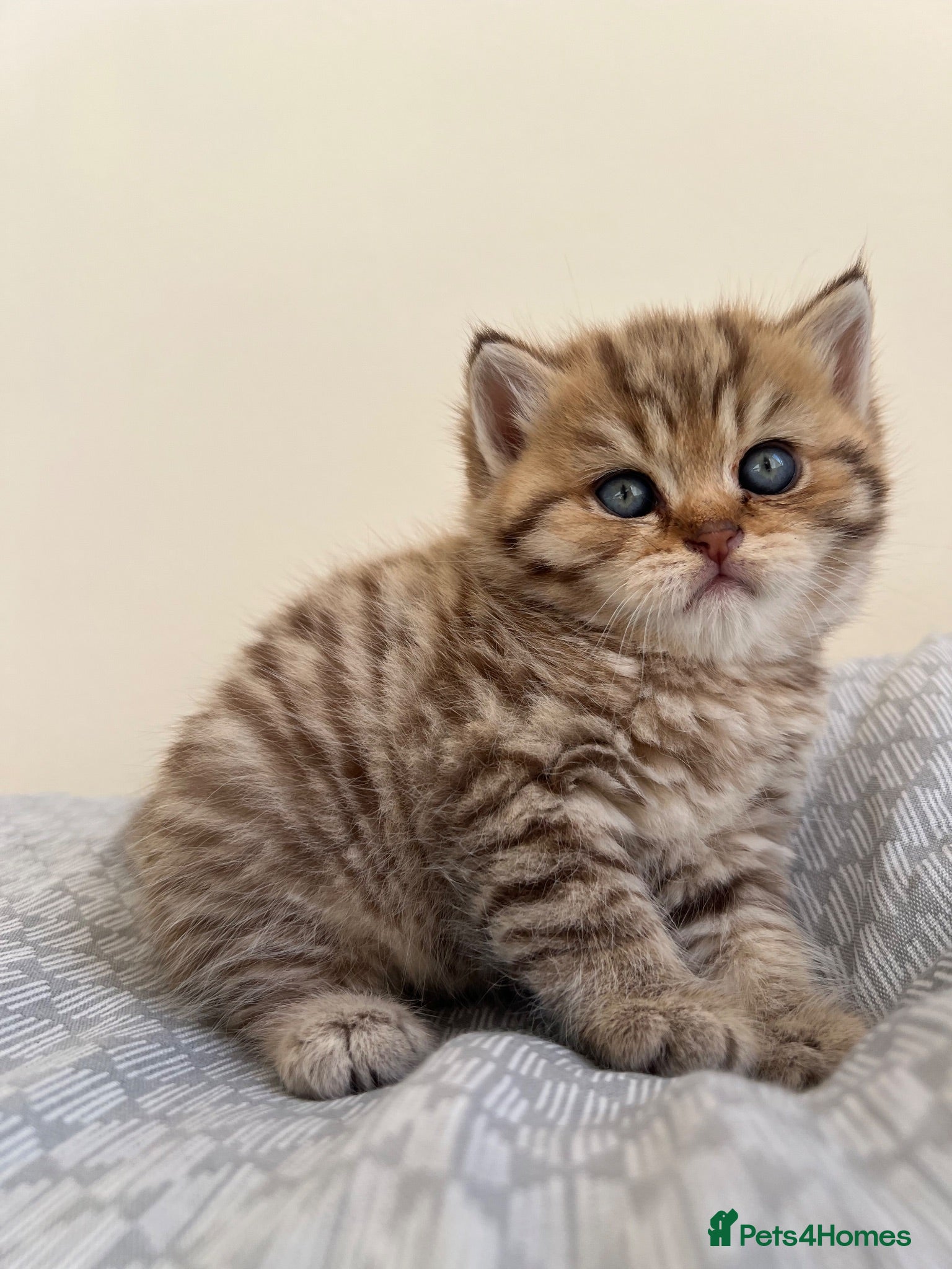 British Shorthair cats Golden Tabby British Shorthair Boy  - Advert 3