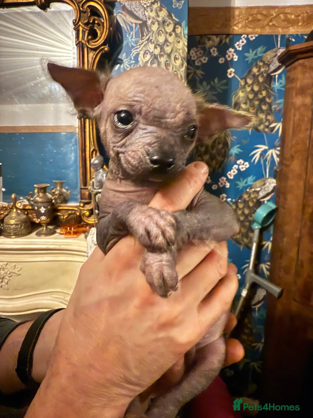 Chinese Crested dogs for sale: Chinese Crested Puppies  - Advert 1