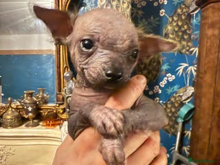 Chinese Crested dogs Chinese Crested Puppies - Advert 1