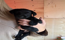 Patterdale Terrier dogs for sale: Patterdale puppy  - Advert 7