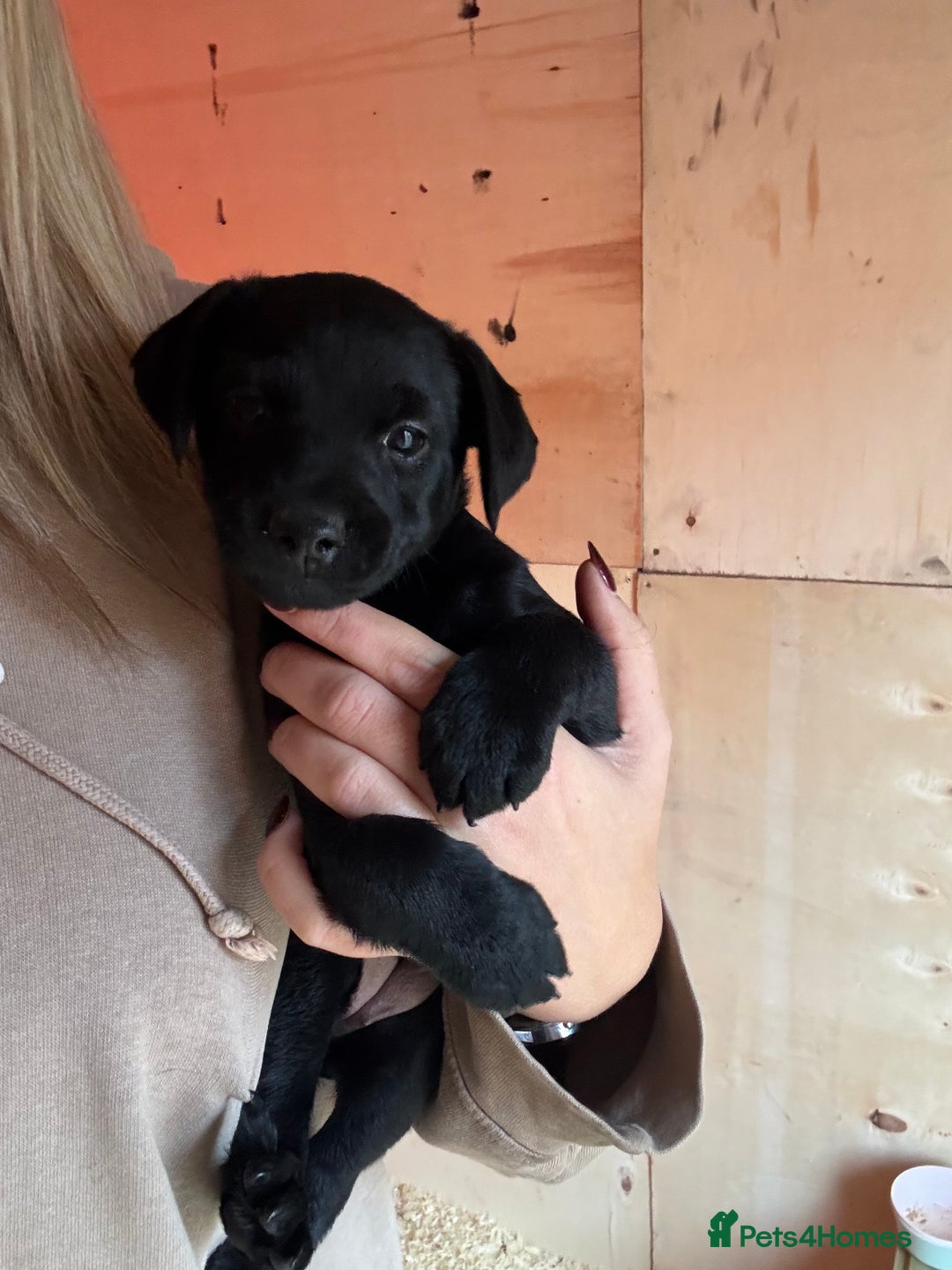 Patterdale Terrier dogs for sale: Patterdale puppy  - Advert 7