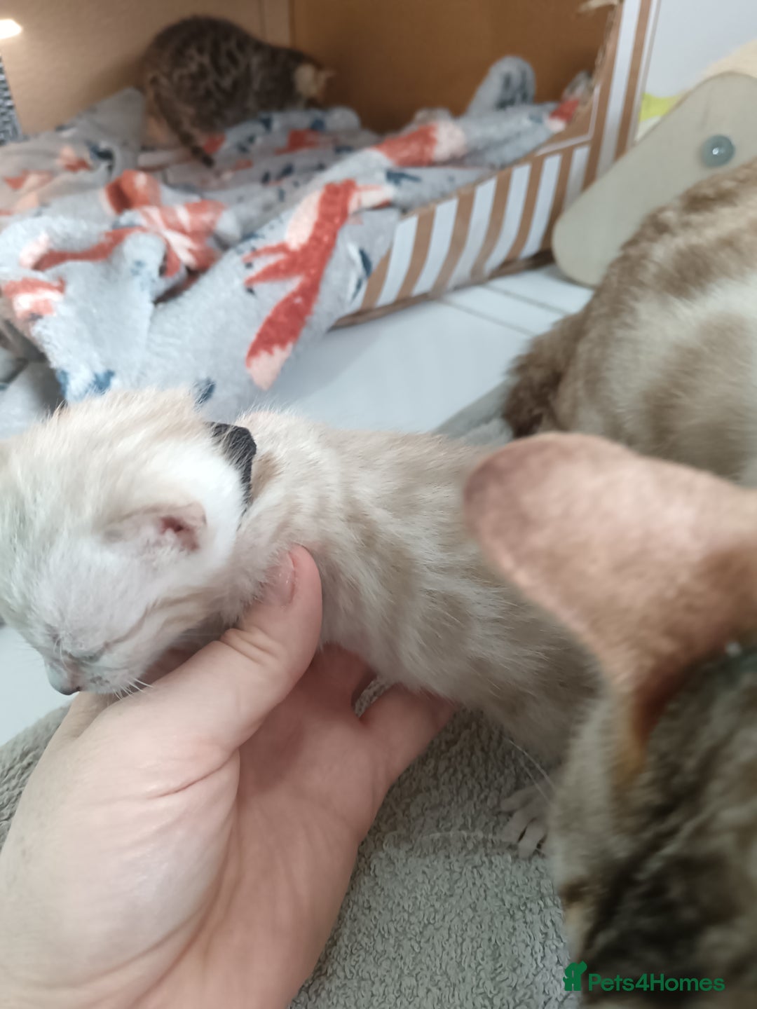 Bengal cats for sale: Tica RG pure bengals  - Image 11