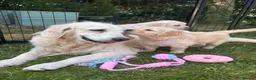 Golden Retriever dogs for sale: Beautiful pedigree Golden Retriever puppies in Usk - Advert 13