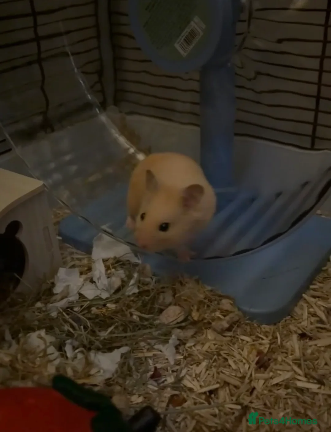Hamster rodents for sale: Male Syrian Hamster (looking for experienced home) - Advert 2