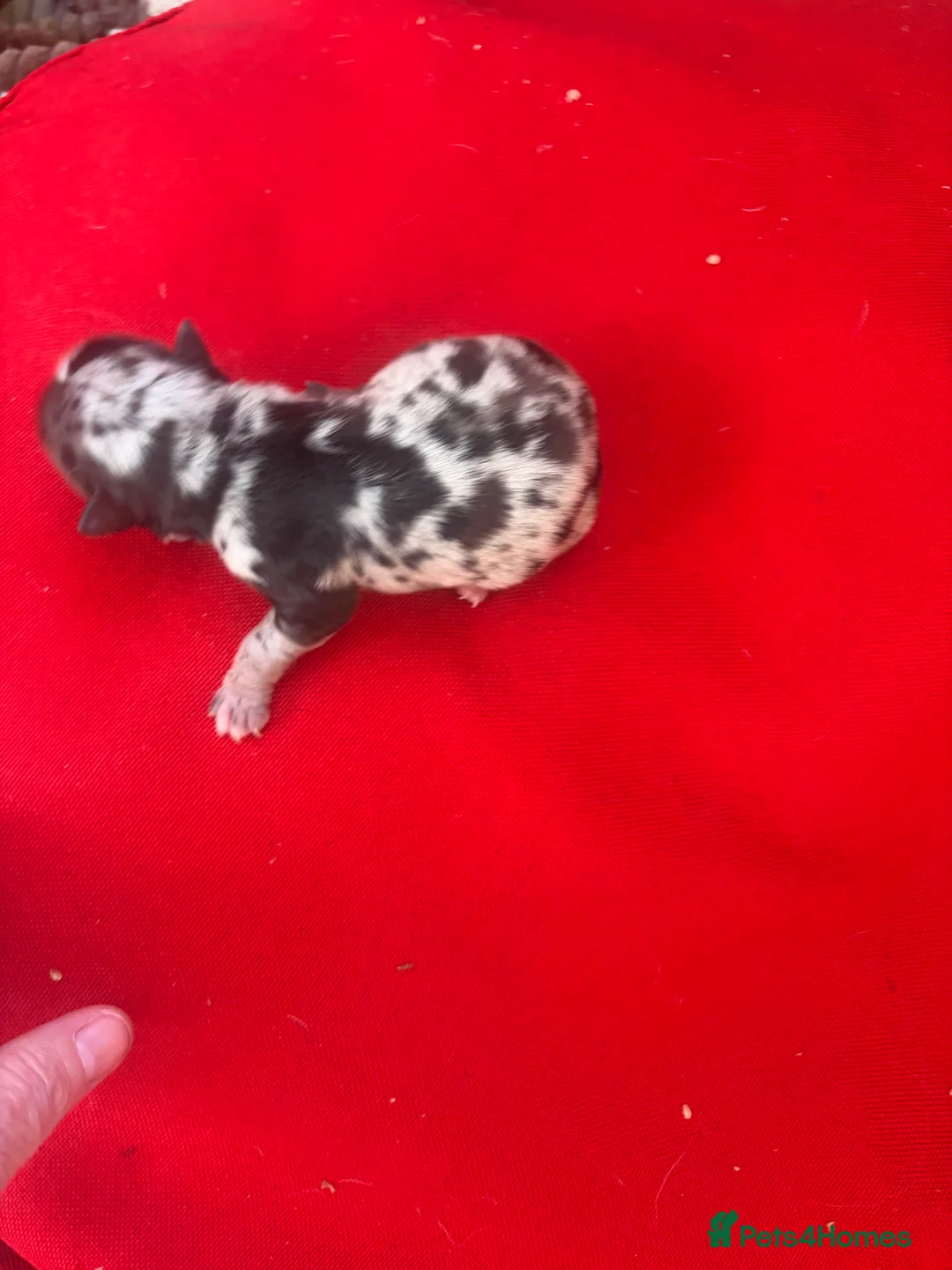 Chihuahua dogs for sale:  Beautiful Rare  Long coated chihuahua puppies  - Advert 13