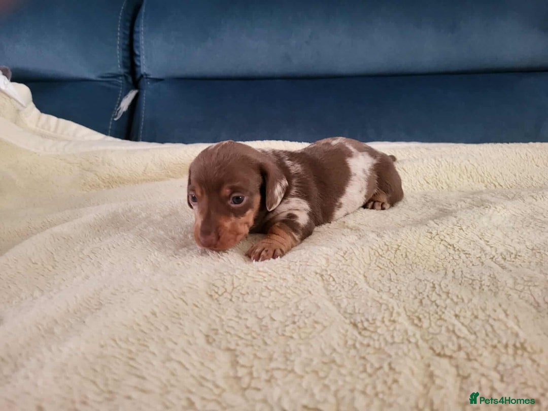 Miniature Dachshund dogs for sale: Miniature dachshund short haired puppies for sale£ - Image 7