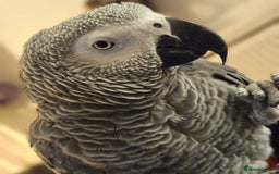 Parrots birds for sale: African grey parrot - Image 1