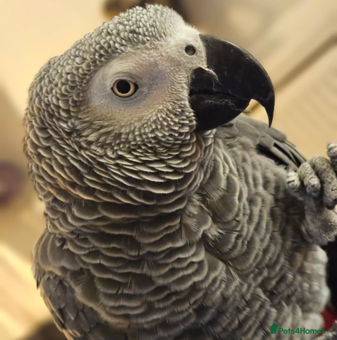 Parrots birds for sale: African grey parrot - Image 1