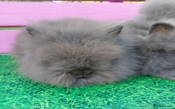 Lionhead rabbits for sale: Absolutely Gorgeous Chocolate DM Lionhead Babies - Image 6