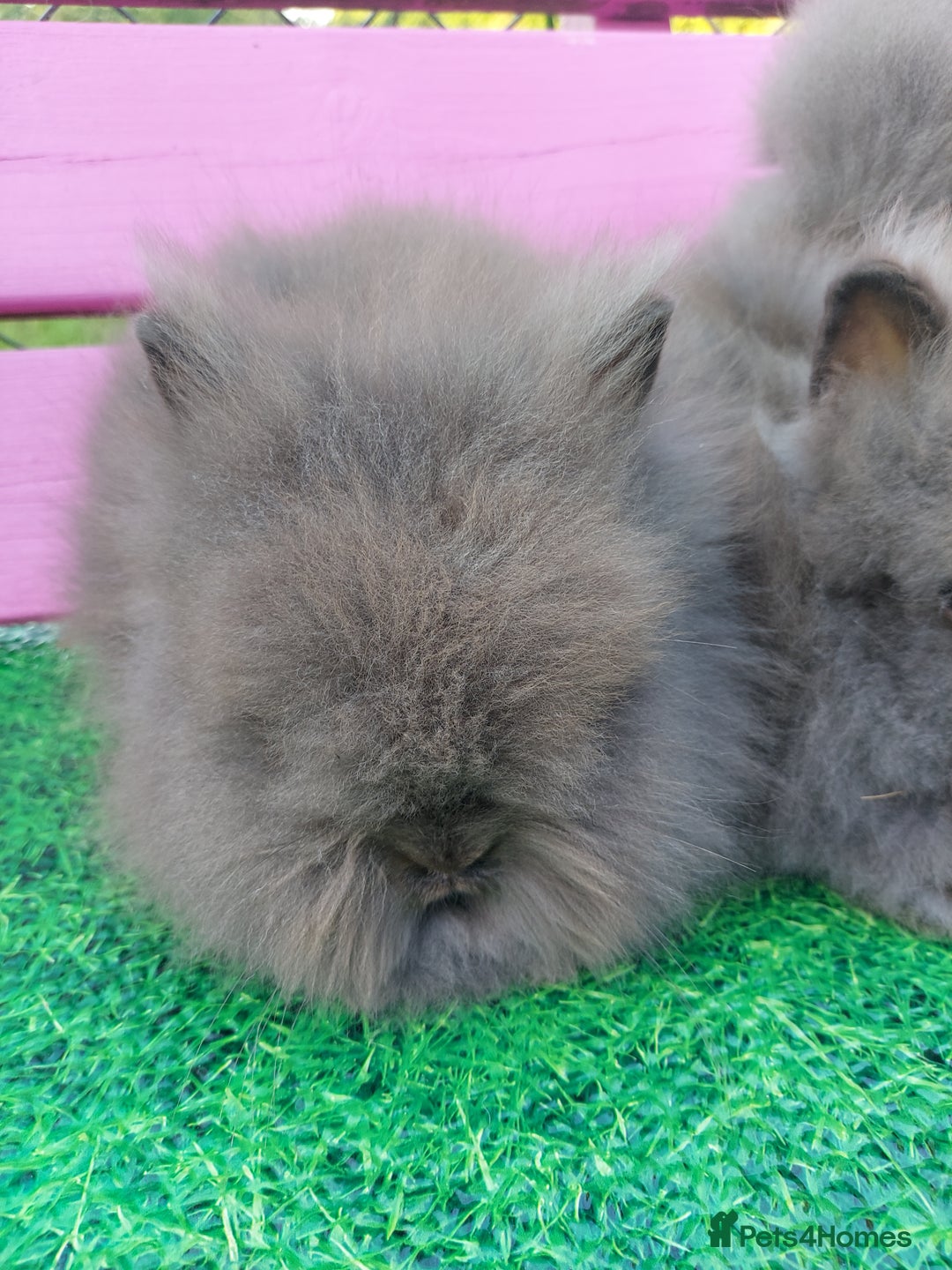 Lionhead rabbits for sale: Absolutely Gorgeous Chocolate DM Lionhead Babies - Image 6