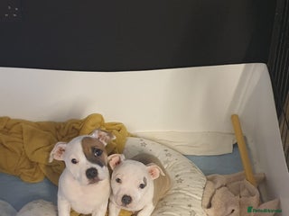 Staffordshire Bull Terrier dogs Kc Staffordshire bull terrier puppies - Advert 16