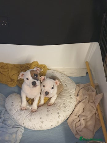 Staffordshire Bull Terrier dogs Kc Staffordshire bull terrier puppies - Advert 14