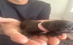 Cockapoo dogs for sale: Cockapoo puppies - Image 14