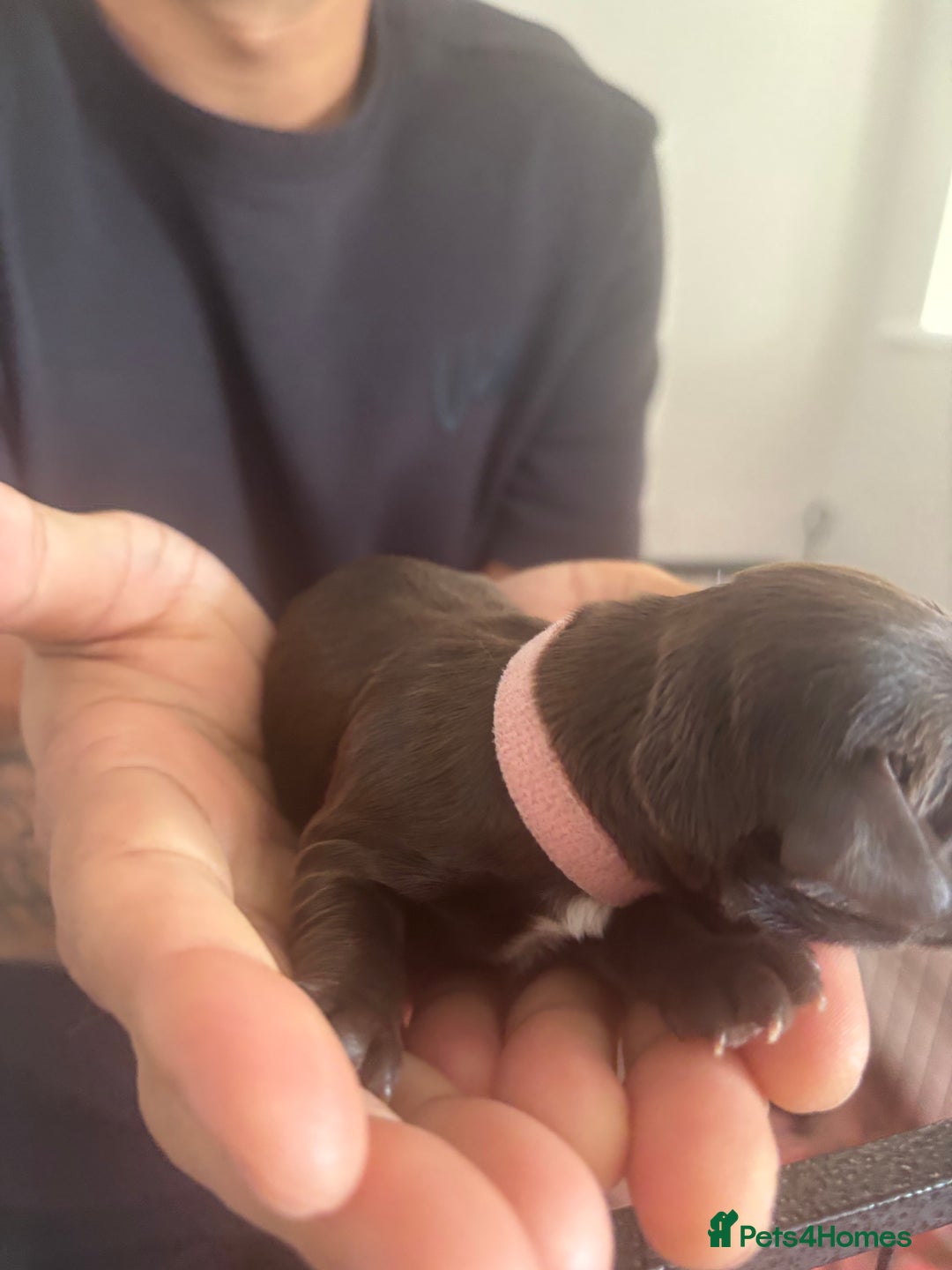 Cockapoo dogs for sale: Cockapoo puppies - Image 14