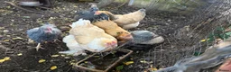 Chickens poultry for sale: Buff Orpington chickens hens laying - Advert 4