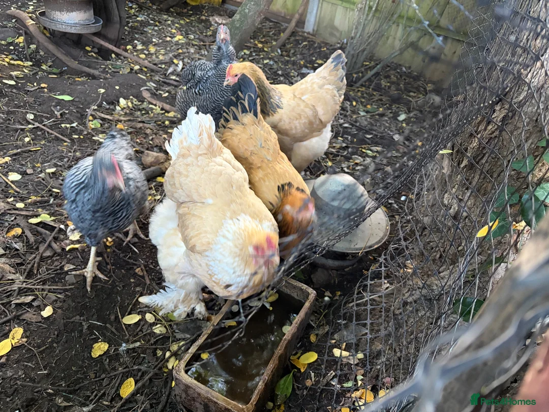 Chickens poultry for sale: Buff Orpington chickens hens laying - Advert 4