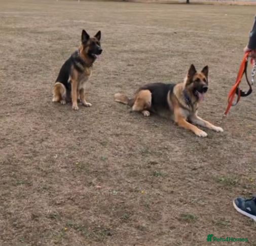 German Shepherd dogs German Shepherd Puppies  - Advert 12