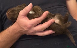 Jackapoo dogs for sale: Adorable Jackapoo puppies - Image 8
