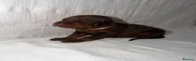 Dobermann Puppy 4