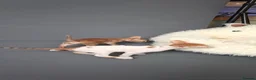 Cornish Rex cats for sale: Cornish Rex Kittens Available for Reservation  - Advert 9