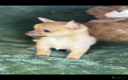 Chihuahua dogs for sale: Chihuahua  - Image 3