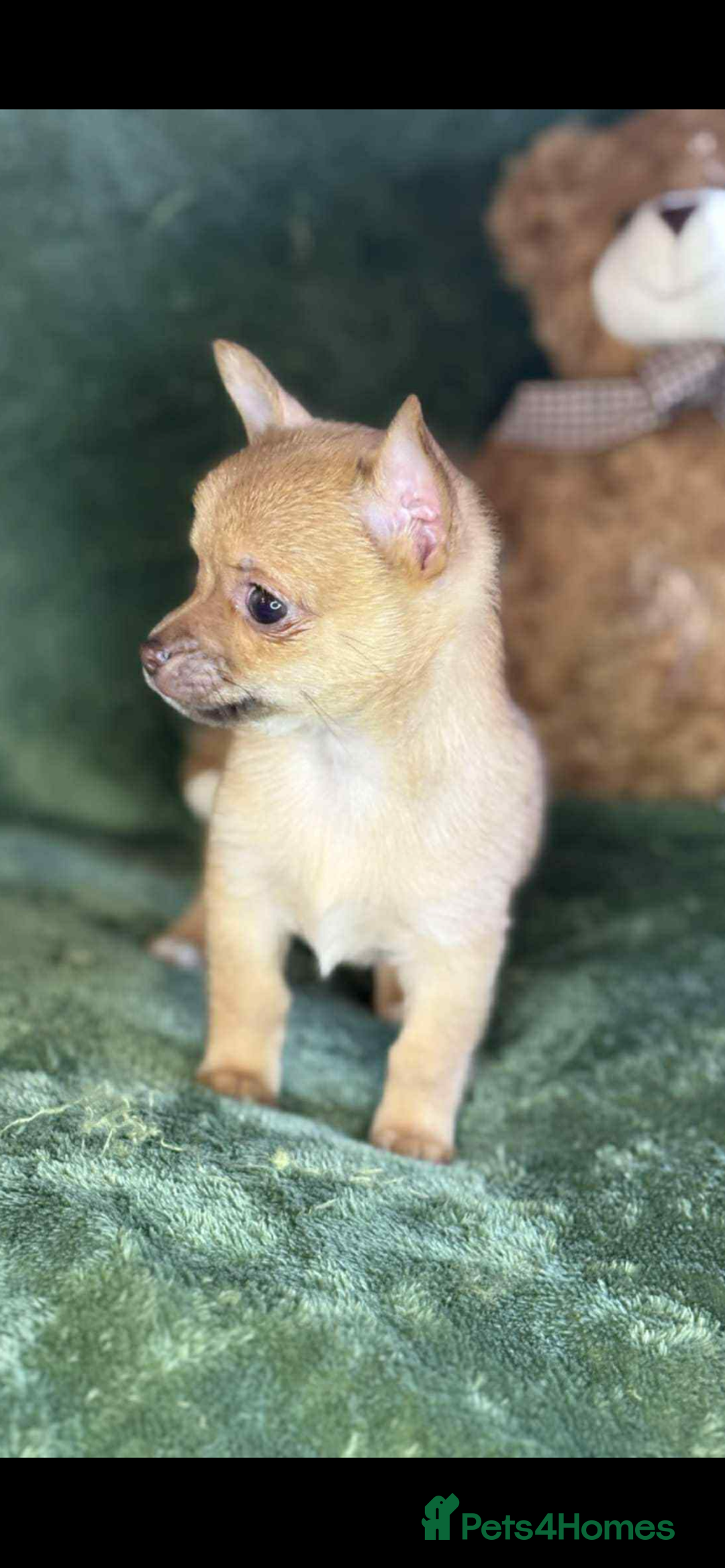 Chihuahua dogs for sale: Chihuahua  - Image 3