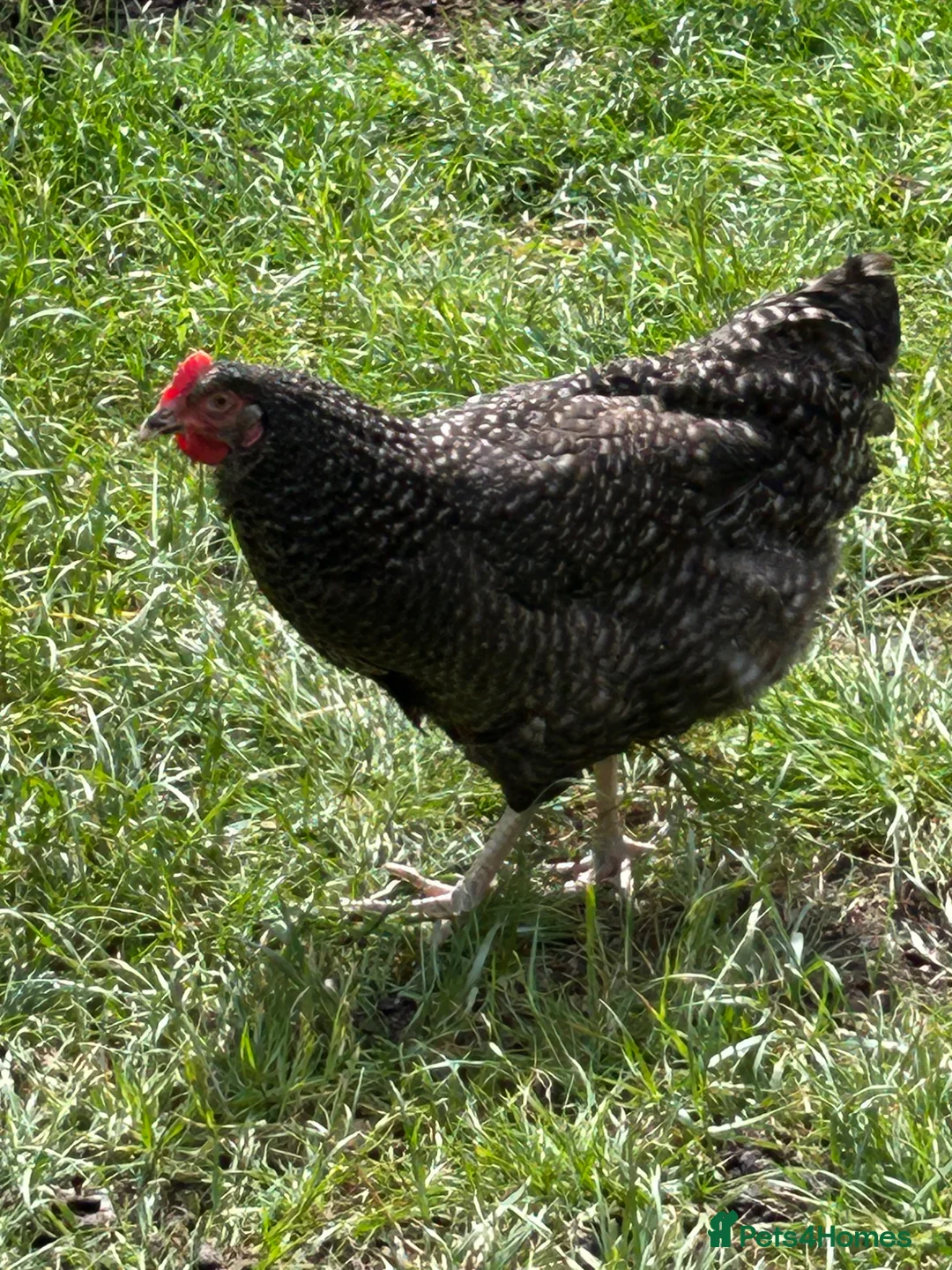 Chickens poultry for sale: Point of lay hens  silver sussex - Advert 2