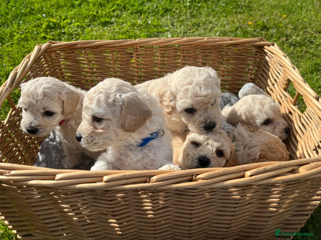 Mixed Breed dogs for sale: Cockapoochon Puppies in Lampeter - Advert 1