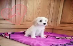 Cavachon dogs for sale: Cavachon Puppies - Image 1