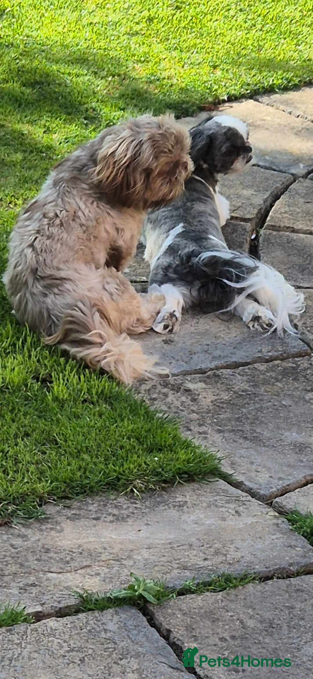 Shih Tzu dogs for sale: MALE SHITZU 6 MONTHS OLD  - Advert 1