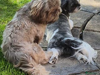 Shih Tzu dogs MALE SHITZU 6 MONTHS OLD - Advert 3