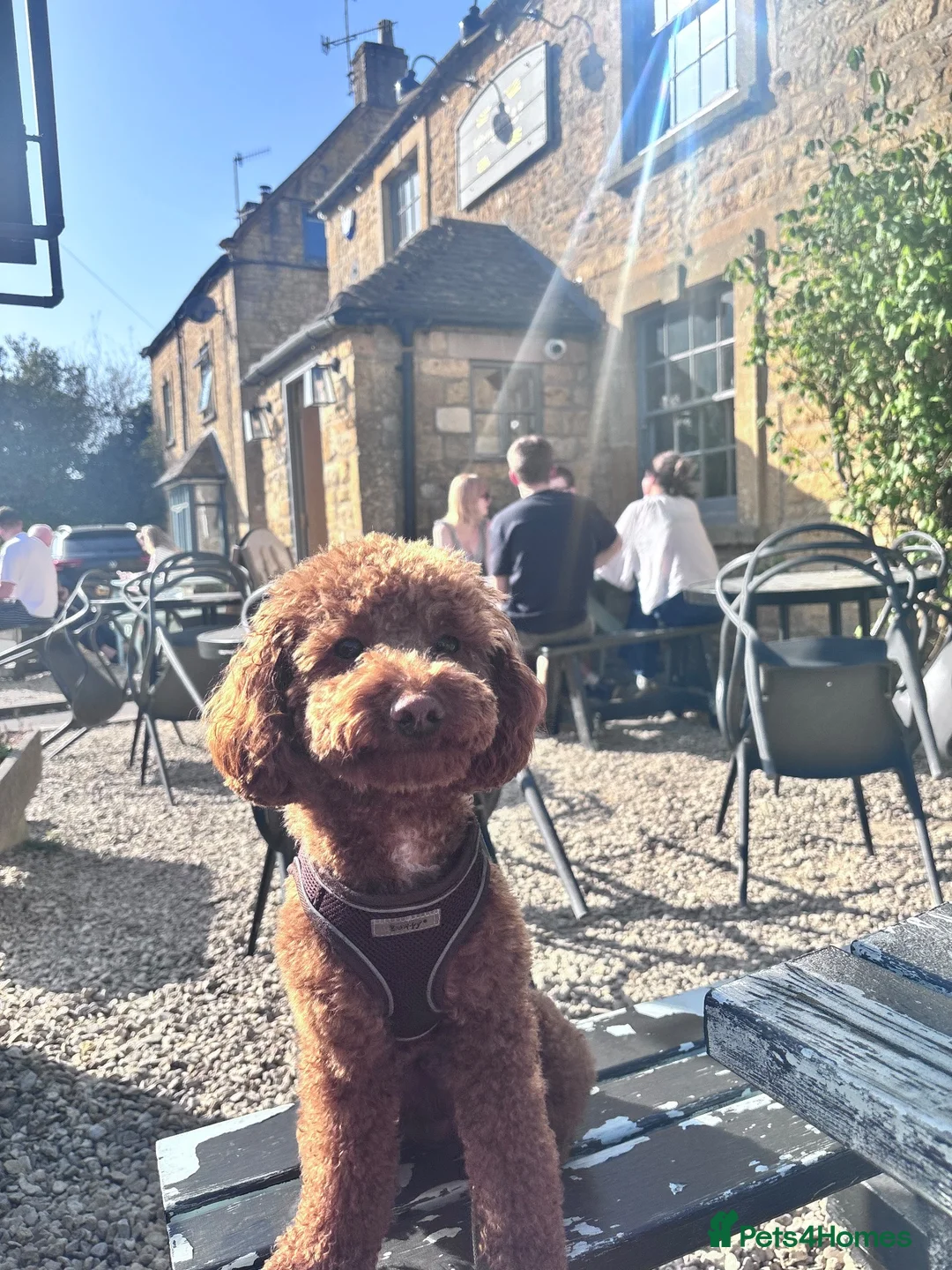 Miniature Poodle dogs for stud: **For Stud** - Advert 2
