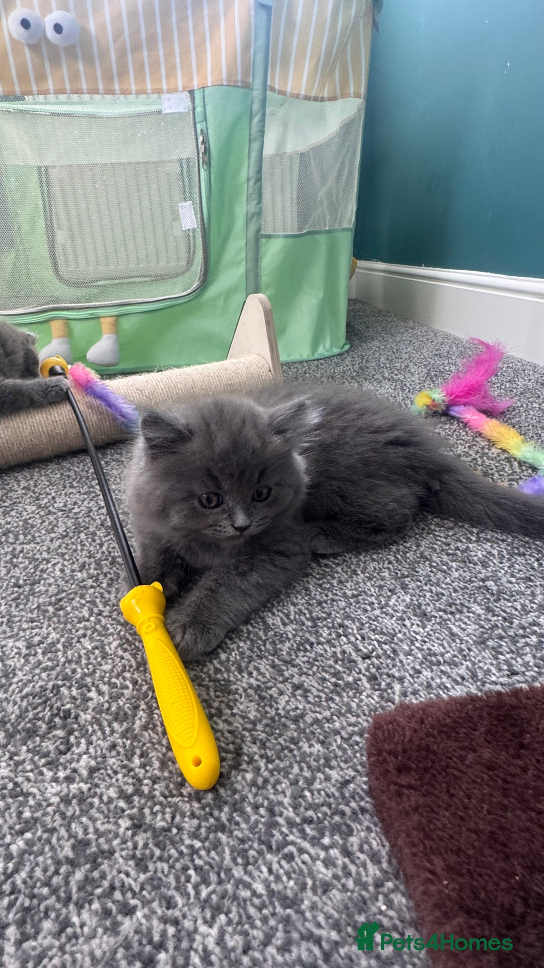 British Longhair cats for sale: British longhair ready for home in Watford - Image 6