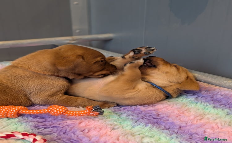 Labrador Retriever dogs - Advert 11