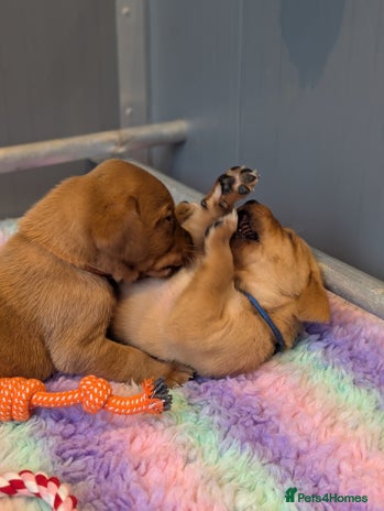 Labrador Retriever dogs - Advert 11